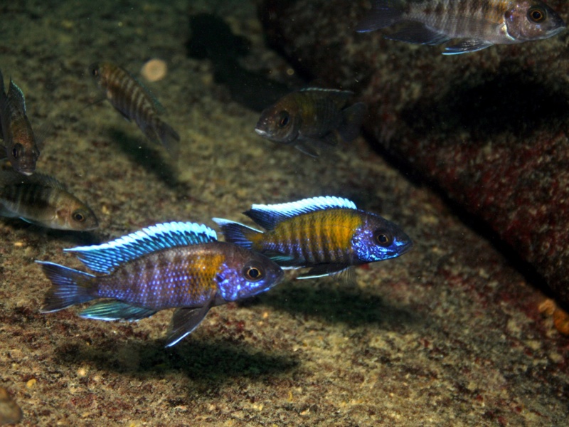 Aulonocara jacobfreibergi 'Masimbwe Island'